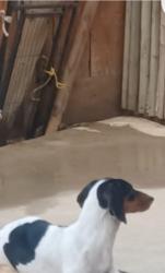 Lost Female Dog last seen Near w buena vista visalia, Visalia, CA 93291