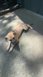 Shelter Stray Female Dog last seen Near M.L.K. Jr Dr SW, Atlanta, GA, 1251 Fulton Industrial Blvd NW, Atlanta, GA 30336, USA