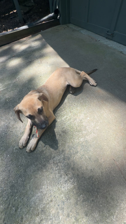 Shelter Stray Female Dog last seen Near M.L.K. Jr Dr SW, Atlanta, GA, 1251 Fulton Industrial Blvd NW, Atlanta, GA 30336, USA