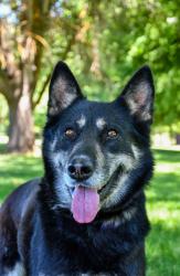Shelter Stray Female Dog last seen E C St & 5th St, Granger, WA, 2405 W Birchfield Rd, Yakima, WA 98901, USA