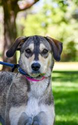 Shelter Stray Female Dog last seen Toppenish PD, Toppenish,, 2405 W Birchfield Rd, Yakima, WA 98901, USA