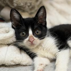 Shelter Stray Female Cat last seen Elder Creek Rd. at Bradshaw Rd., Sacramento County, CA, 6201 Florin Perkins Rd, Sacramento, CA 95828, USA