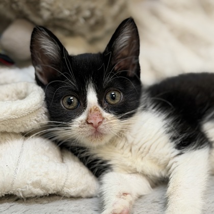 Shelter Stray Female Cat last seen Elder Creek Rd. at Bradshaw Rd., Sacramento County, CA, 6201 Florin Perkins Rd, Sacramento, CA 95828, USA