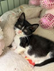 Shelter Stray Male Cat last seen Elder Creek Rd. at Bradshaw Rd., Sacramento County, CA, 6201 Florin Perkins Rd, Sacramento, CA 95828, USA