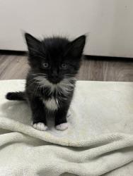 Shelter Stray Female Cat last seen Church Street at Edison ave, Sacramento County, CA, 6201 Florin Perkins Rd, Sacramento, CA 95828, USA