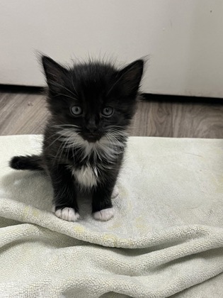 Shelter Stray Female Cat last seen Church Street at Edison ave, Sacramento County, CA, 6201 Florin Perkins Rd, Sacramento, CA 95828, USA