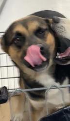 Shelter Stray Female Dog last seen Near COLT ST, West District, TX, 355 Hillshire Dr, Haslet, TX 76052, USA