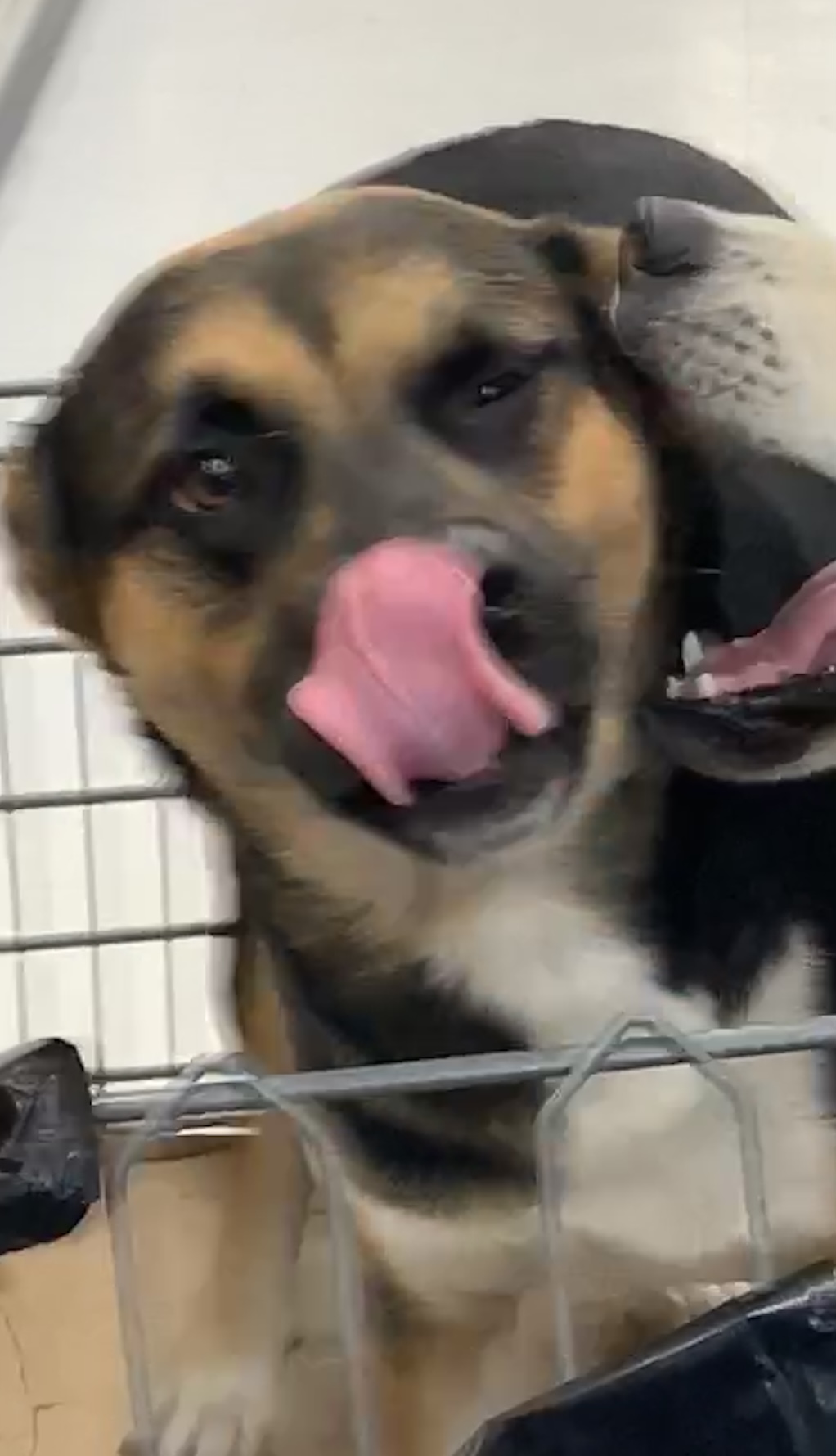 Shelter Stray Female Dog last seen Near COLT ST, West District, TX, 355 Hillshire Dr, Haslet, TX 76052, USA