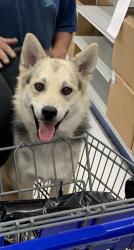 Shelter Stray Male Dog last seen Near COLT ST, West District, TX, 355 Hillshire Dr, Haslet, TX 76052, USA