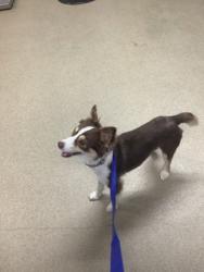 Shelter Stray Male Dog last seen Near Meadowbrook Dr., East District, TX, 355 Hillshire Dr, Haslet, TX 76052, USA
