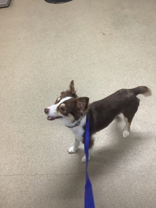 Shelter Stray Male Dog last seen Near Meadowbrook Dr., East District, TX, 355 Hillshire Dr, Haslet, TX 76052, USA