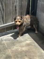 Shelter Stray Male Dog last seen Near E Berry St, Central District, TX, 355 Hillshire Dr, Haslet, TX 76052, USA