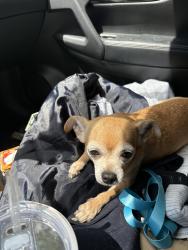 Reunited Female Dog last seen 43rd , Puyallup, WA 98372