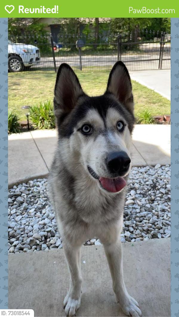 Reunited Male Dog last seen Yeary and Cheyenne St, Sansom Park, Sansom Park, TX 76135