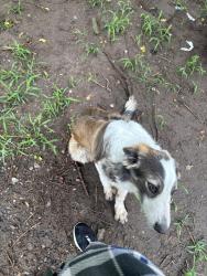 Reunited Male Dog last seen W 33rd St by the Ortiz elementary school, Wichita, KS 67204