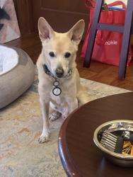 Lost Male Dog last seen Breeden and W French Pl., San Antonio, TX 78212