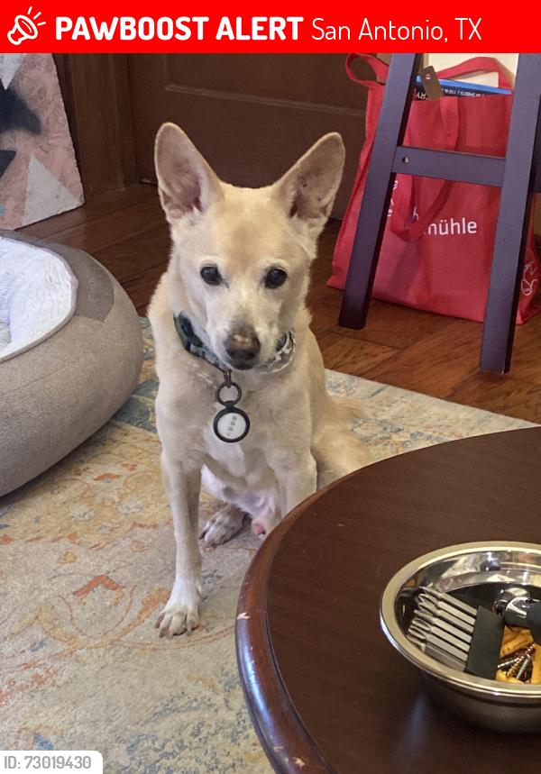 Lost Male Dog last seen Breeden and W French Pl., San Antonio, TX 78212