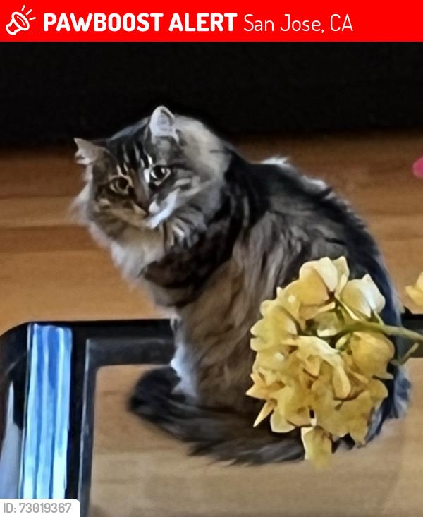 Lost Male Cat last seen Westview Ct, San Jose, CA 95148, San Jose, CA 95148