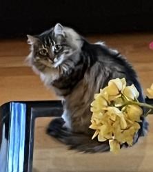 Lost Male Cat last seen Westview Ct, San Jose, CA 95148, San Jose, CA 95148