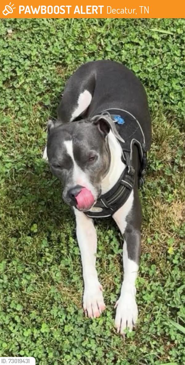 Found/Stray Male Dog last seen N Nopone Valley Rd, Decatur, TN 37322