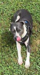 Found/Stray Male Dog last seen N Nopone Valley Rd, Decatur, TN 37322
