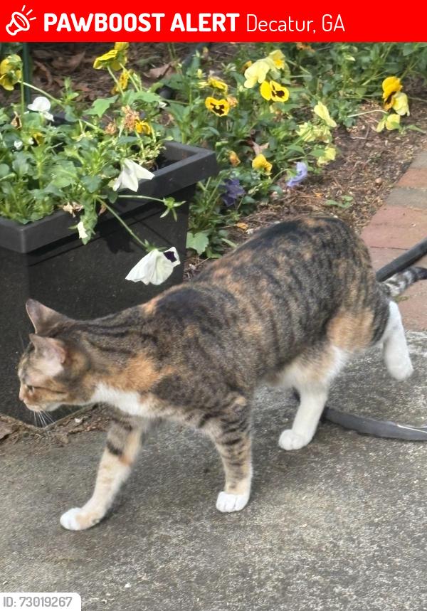 Lost Female Cat last seen Near the intersection of West Ponce de Leon Ave and Drexel Ave, Decatur, GA 30030