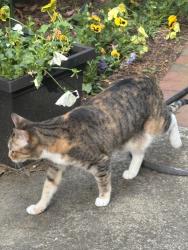 Lost Female Cat last seen Near the intersection of West Ponce de Leon Ave and Drexel Ave, Decatur, GA 30030