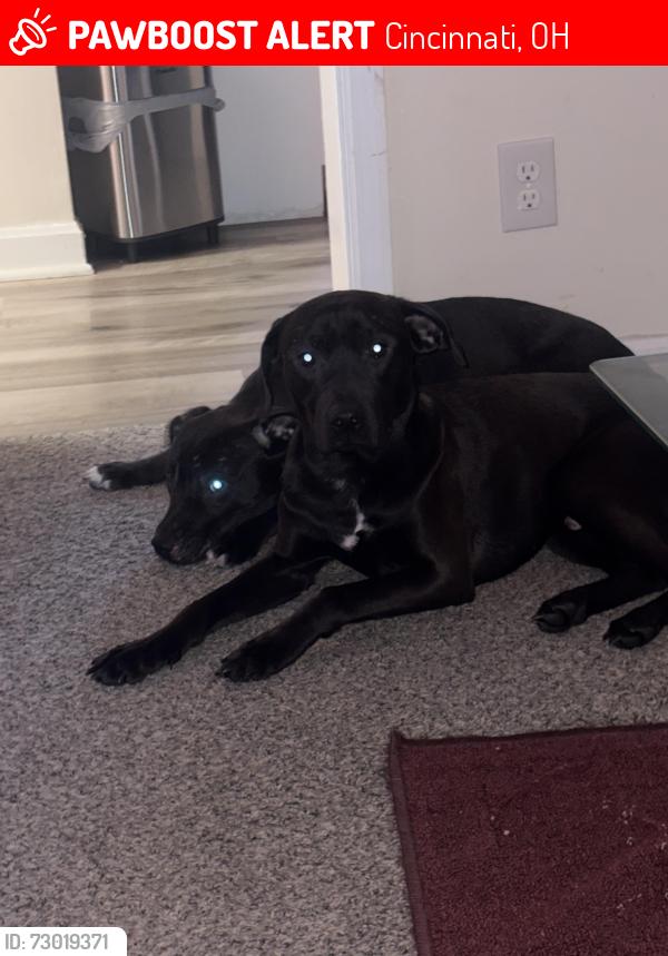 Lost Male Dog last seen It’s the street on the river that had a hse recently collapse I do A, Cincinnati, OH 45233