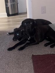 Lost Male Dog last seen It’s the street on the river that had a hse recently collapse I do A, Cincinnati, OH 45233