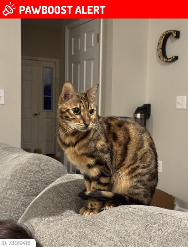 Lost Male Cat last seen Northview and rt 376, Hopewell Junction, NY 12533