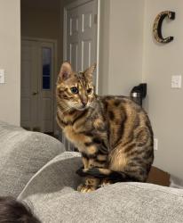 Lost Male Cat last seen Northview and rt 376, Hopewell Junction, NY 12533