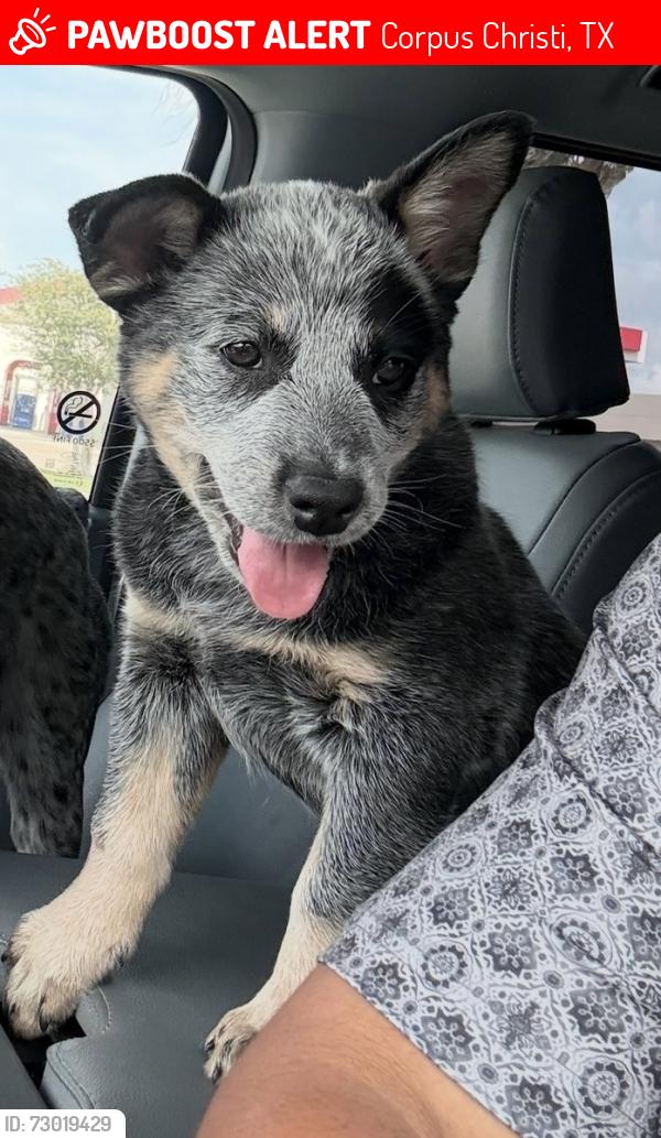 Lost Male Dog last seen Mcardle Rd & Lum Ave , Corpus Christi, TX 78412