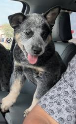 Lost Male Dog last seen Mcardle Rd & Lum Ave, Corpus Christi, TX 78412