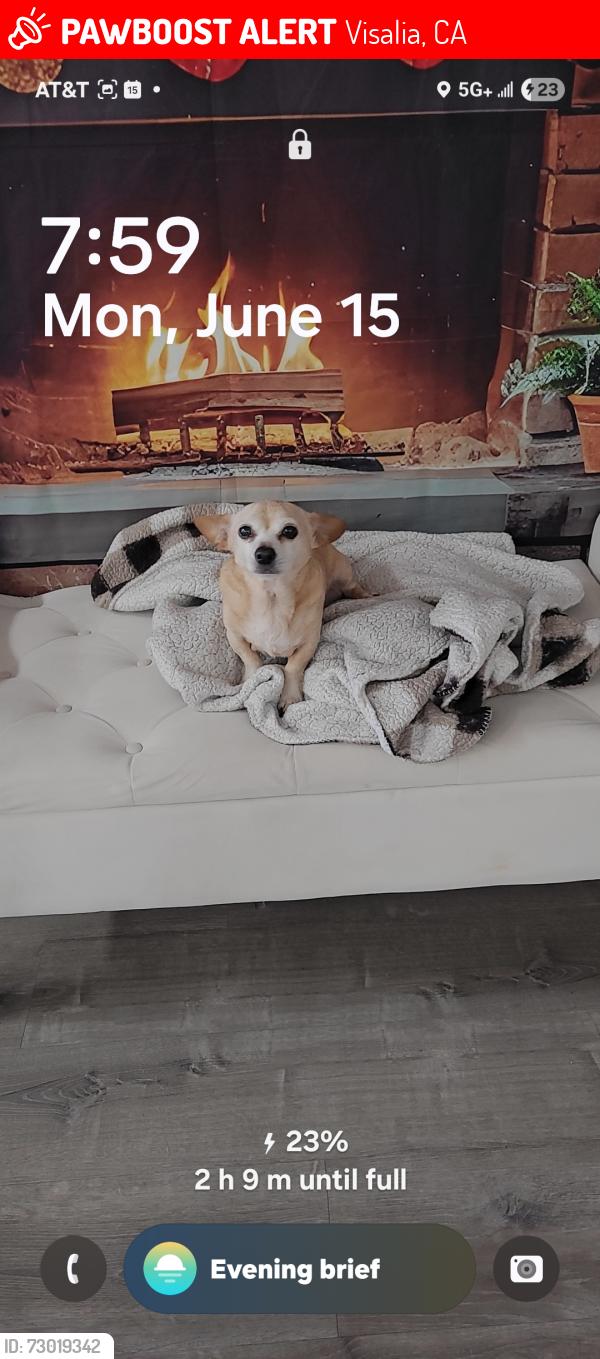 Lost Male Dog last seen Farmersville blvd and walnut Farmersville , Visalia, CA 93292