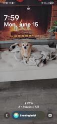 Lost Male Dog last seen Farmersville blvd and walnut Farmersville , Visalia, CA 93292