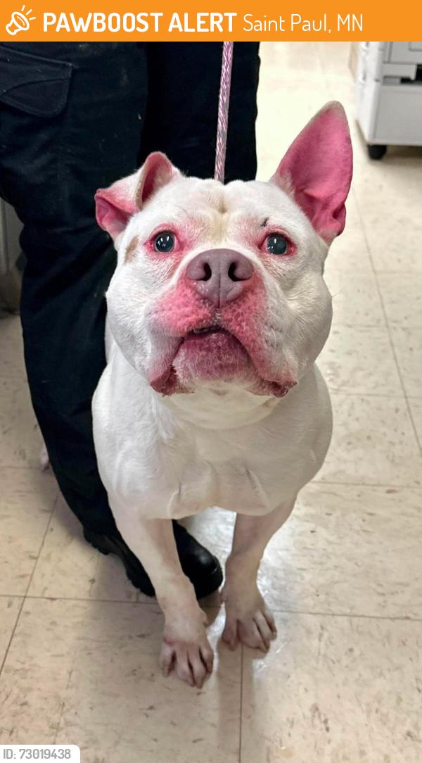 Found/Stray Male Dog last seen Earl and Cook, Saint Paul, MN 55106