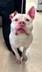 Found/Stray Male Dog last seen Earl and Cook, Saint Paul, MN 55106