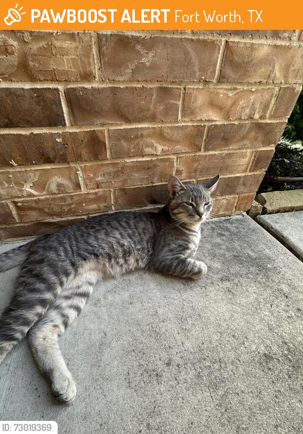 Found/Stray Male Cat last seen Twin Mills Farm Neighborhood , Fort Worth, TX 76179