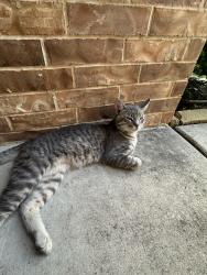 Found/Stray Male Cat last seen Twin Mills Farm Neighborhood , Fort Worth, TX 76179