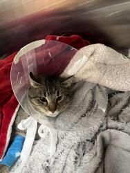 Reunited Male Cat last seen Central District - Fats Chicken and Waffles, Seattle, WA 98122