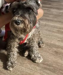 Lost Female Dog last seen Near terr, Pompano Beach, FL 33060