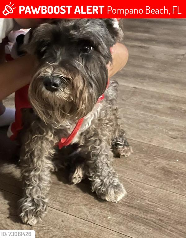 Lost Female Dog last seen Near terr, Pompano Beach, FL 33060