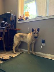 Found/Stray Male Dog last seen Fairview Industrial Way, Pringle Creek Community, Salem, OR 97310