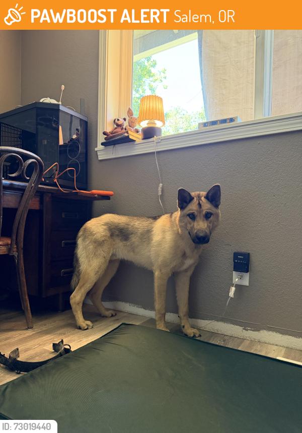 Found/Stray Male Dog last seen Fairview Industrial Way, Pringle Creek Community, Salem, OR 97310