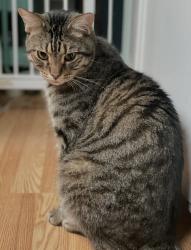 Lost Male Cat last seen Luster and Oakwood, Colorado Springs, CO 80923