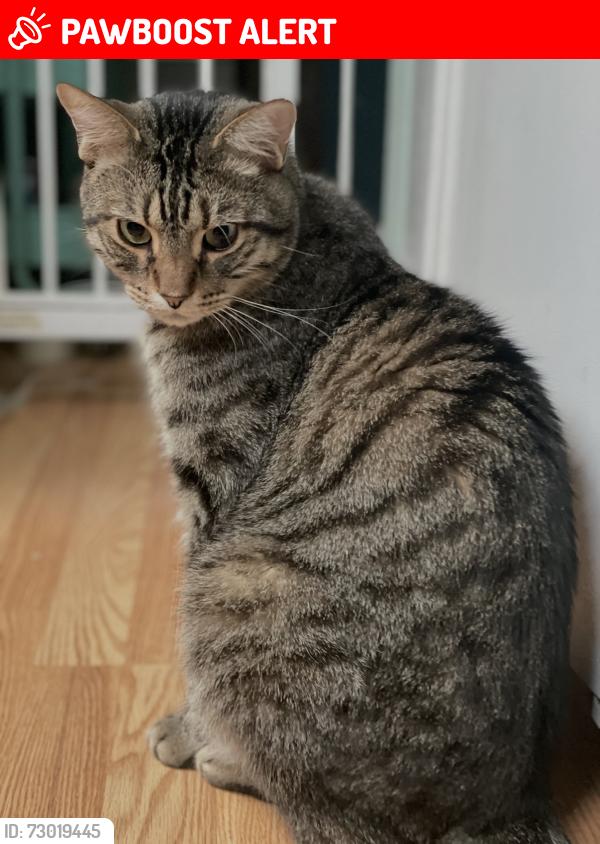 Lost Male Cat last seen Luster and Oakwood, Colorado Springs, CO 80923