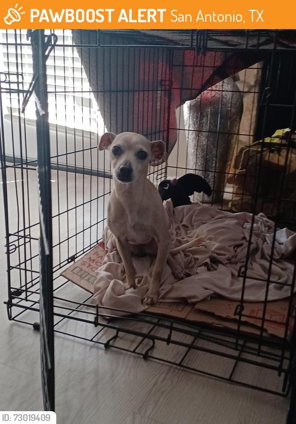Found/Stray Female Dog last seen Near I-35 frontage rd, San Antonio, TX 78233