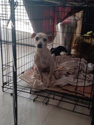 Found/Stray Female Dog last seen Near I-35 frontage rd, San Antonio, TX 78233