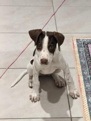 Found/Stray Female Dog last seen 40th street and union hills , Phoenix, AZ 85040