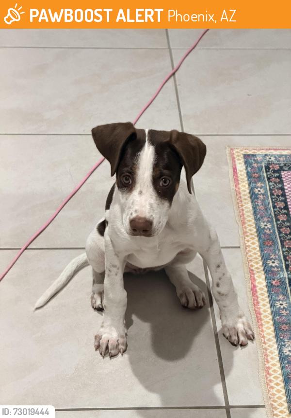 Found/Stray Female Dog last seen 40th street and union hills , Phoenix, AZ 85040